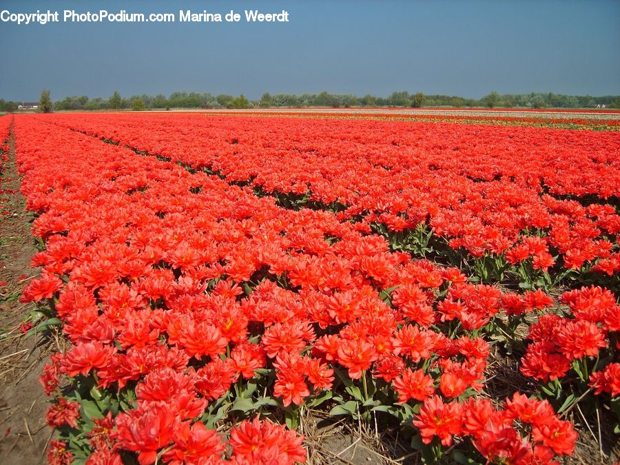 Blossom, Flora, Flower, Plant, Tulip, Peony, Carnation