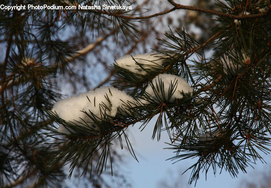 Conifer, Fir, Plant, Tree, Pine, Spruce, Wood