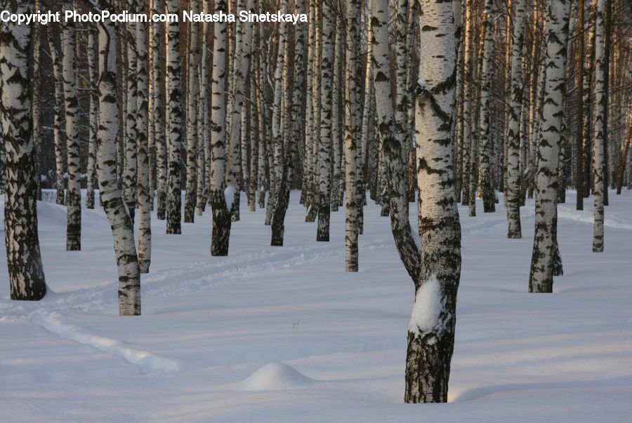 Birch, Tree, Wood, Grain, Wheat, Arctic, Ice