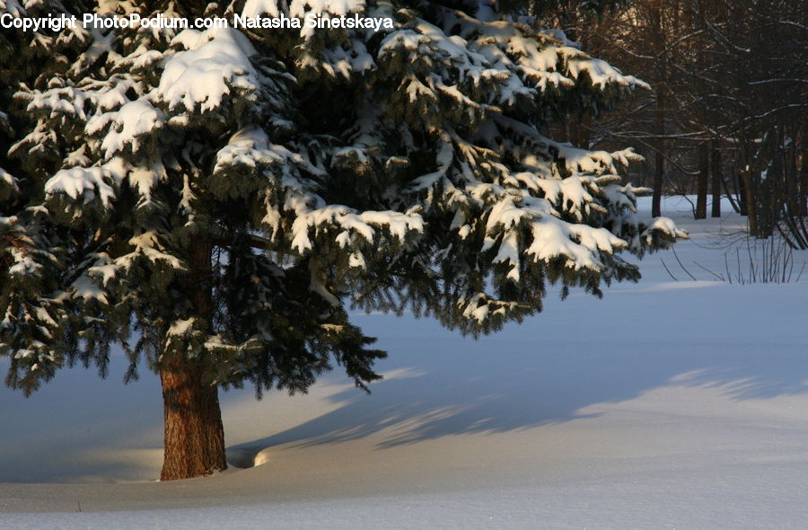 Conifer, Fir, Plant, Tree, Pine, Spruce, Wood