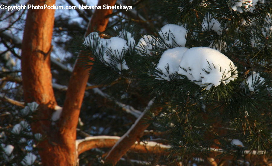 Ice, Outdoors, Snow, Conifer, Fir, Plant, Tree