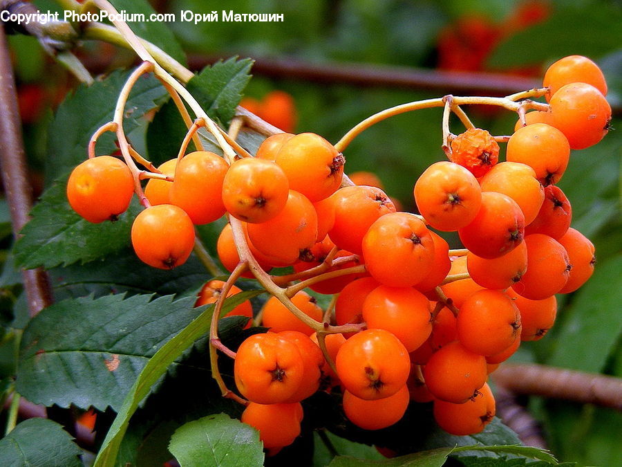 Citrus Fruit, Fruit, Orange, Persimmon, Carrot, Root, Vegetable