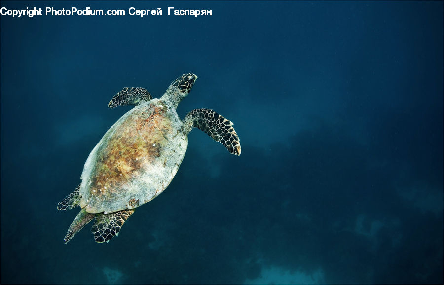 Reptile, Sea Life, Sea Turtle, Tortoise, Turtle