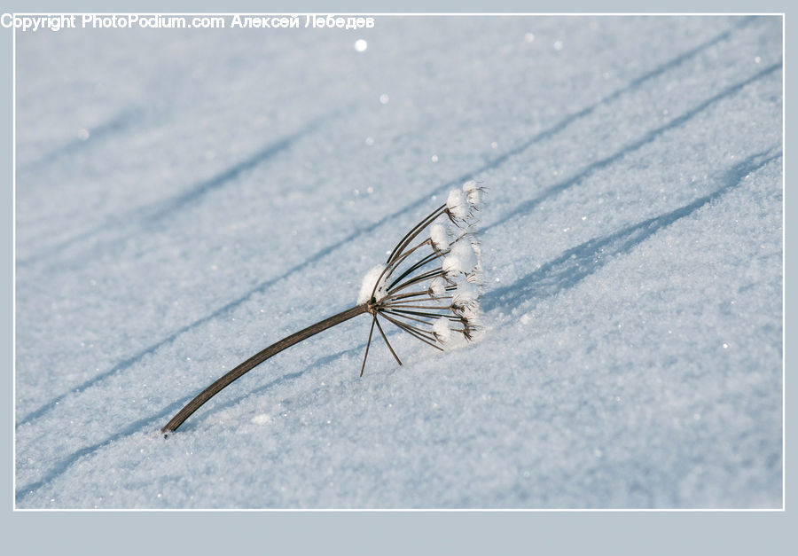 Arachnid, Garden Spider, Insect, Invertebrate, Spider, Mosquito