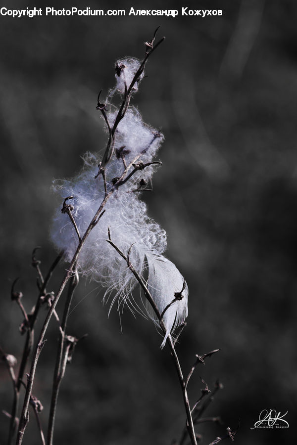 Bird, Hummingbird, Blossom, Flora, Flower, Plant, Conifer