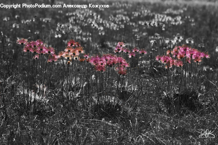 Blossom, Flora, Flower, Plant, Bush, Vegetation, Allium