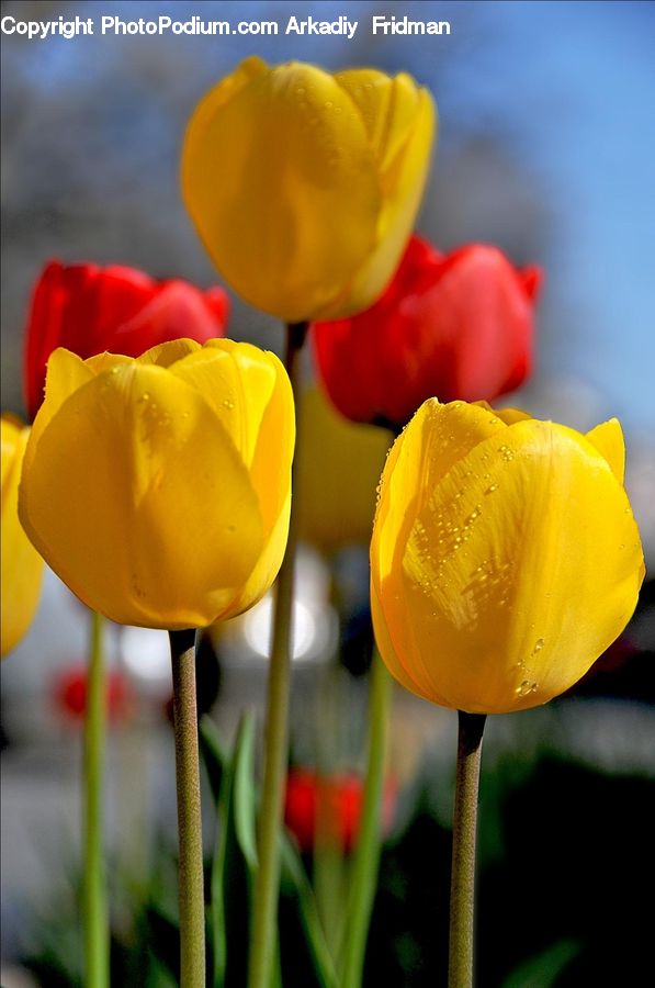 Blossom, Flora, Flower, Plant, Tulip, Crocus
