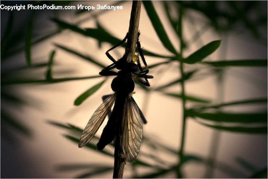 Asilidae, Insect, Anisoptera, Dragonfly, Invertebrate, Plant, Arachnid