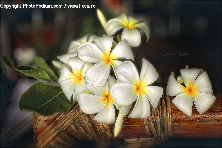 Flower, Flower Arrangement, Flower Bouquet, Blossom, Flora, Petal, Plant