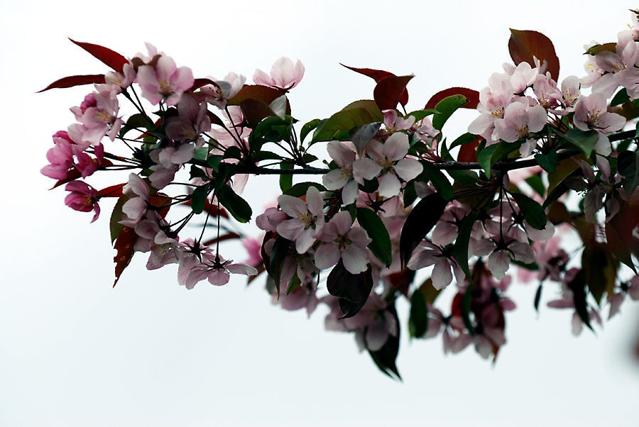 Blossom, Flora, Flower, Plant, Potted Plant, Animal, Horse