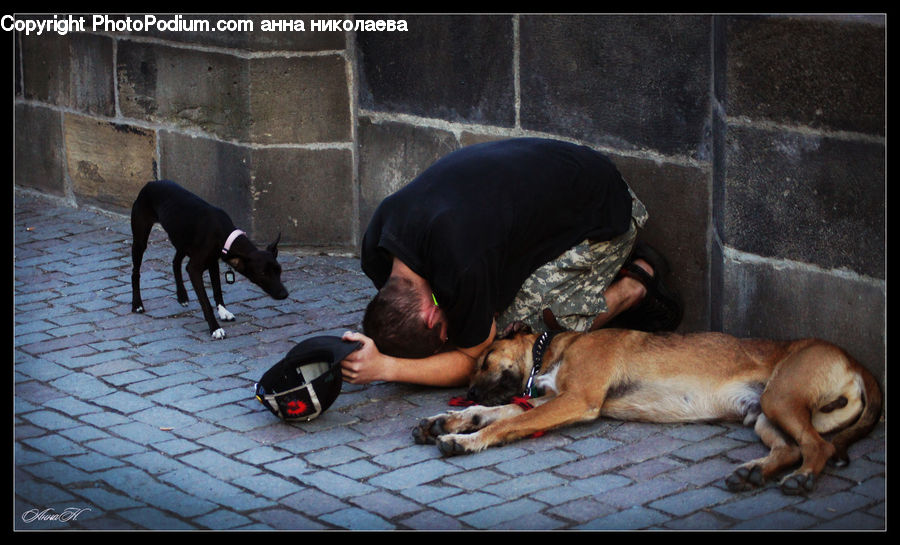 Animal, Boxer, Bulldog, Canine, Dog, Mammal, Pet