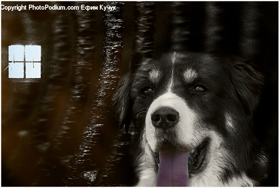 Animal, Canine, Collie, Dog, Mammal, Pet, Newfoundland