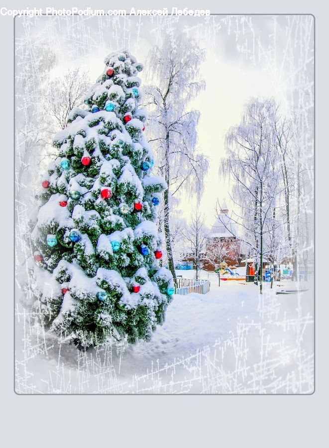 Ice, Outdoors, Snow, Conifer, Plant, Tree, Wood