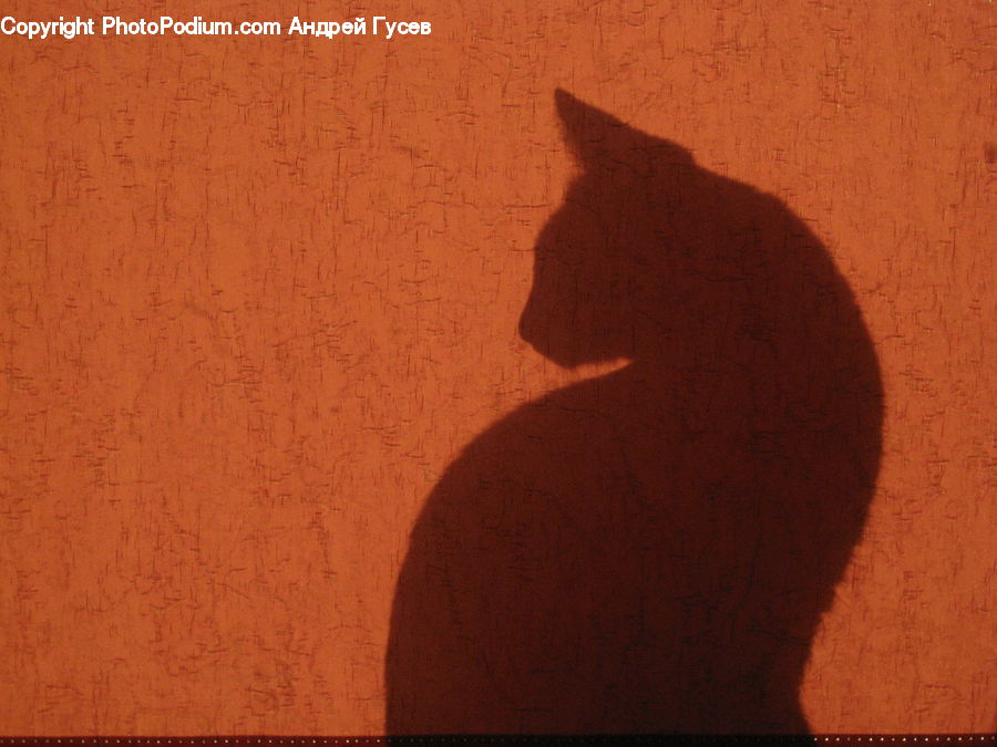 Cardboard, Animal, Black Cat, Cat, Mammal, Pet