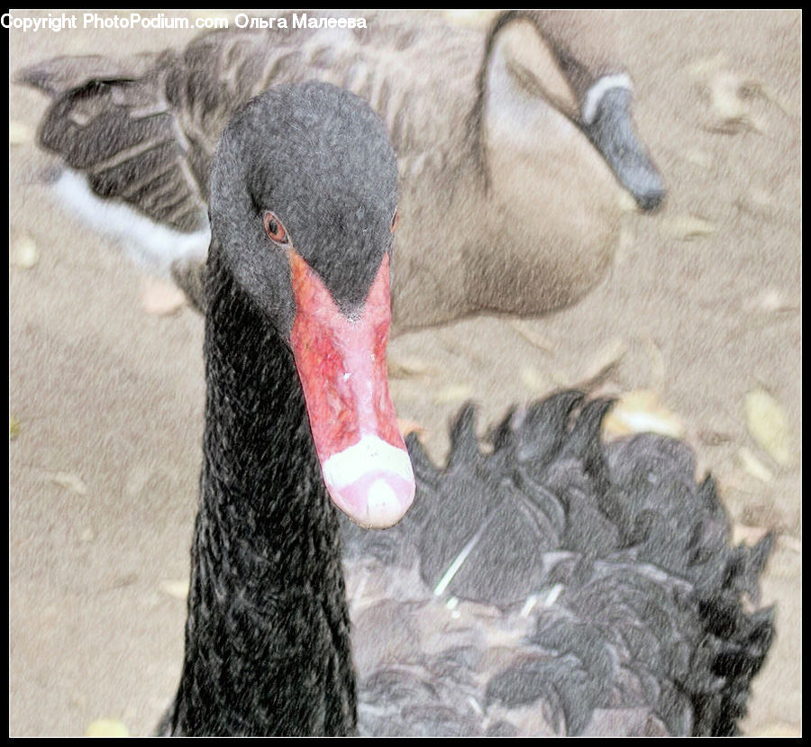 Bird, Black Swan, Swan, Waterfowl