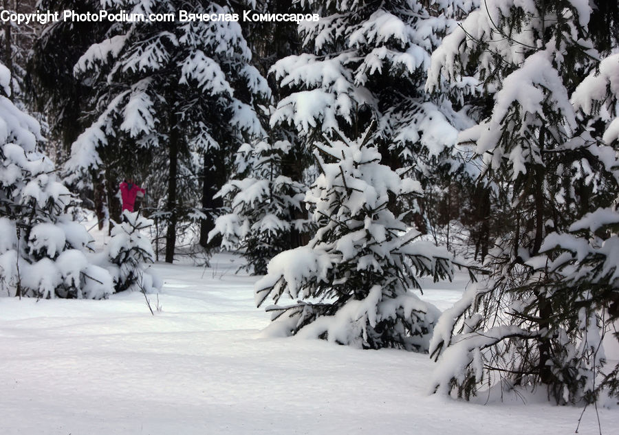 Ice, Outdoors, Snow, Plant, Tree, Conifer, Fir