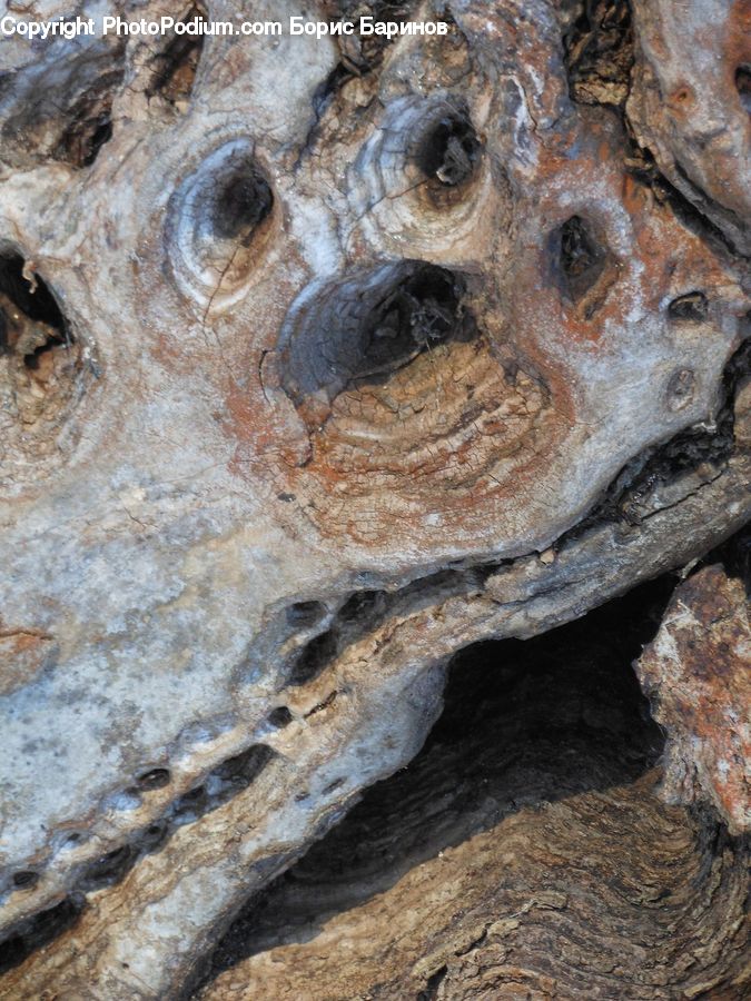 Rust, Box Turtle, Reptile, Tortoise, Turtle, Rock