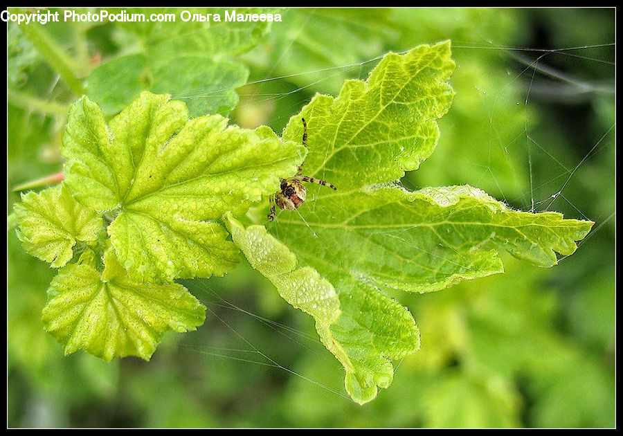 Plant, Blossom, Flora, Flower, Geranium, Herbal, Herbs