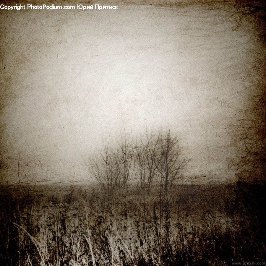 Field, Grass, Grassland, Plant, Fog, Dirt Road, Gravel