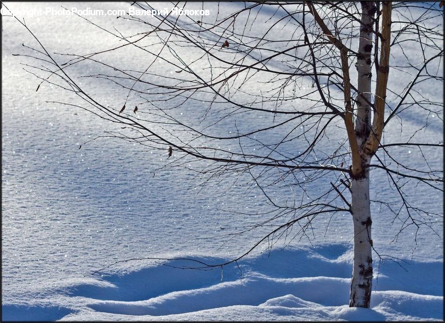 Birch, Tree, Wood, Landscape, Nature, Scenery, Plant