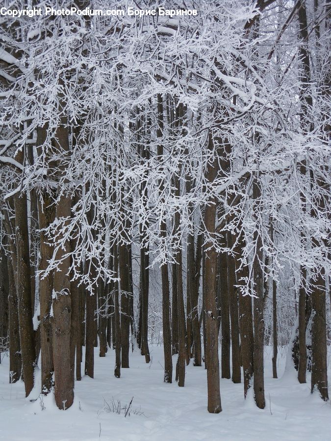 Frost, Ice, Outdoors, Snow, Landscape, Nature, Scenery
