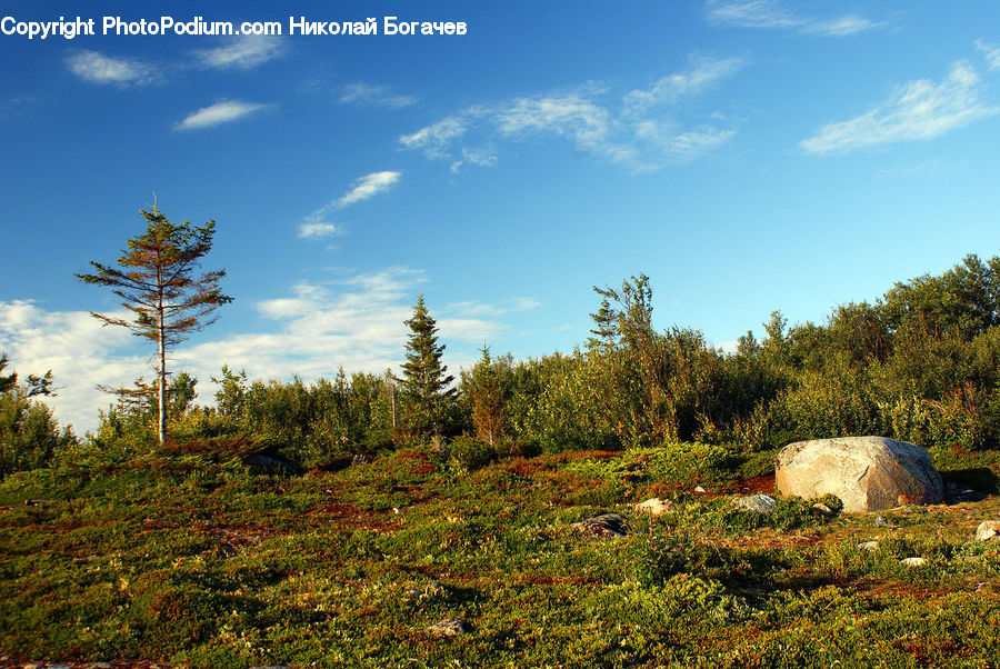 Conifer, Fir, Plant, Tree, Field, Grass, Grassland