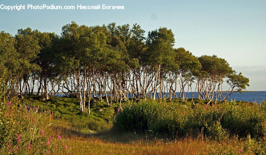 Bush, Plant, Vegetation, Field, Grass, Grassland, Land