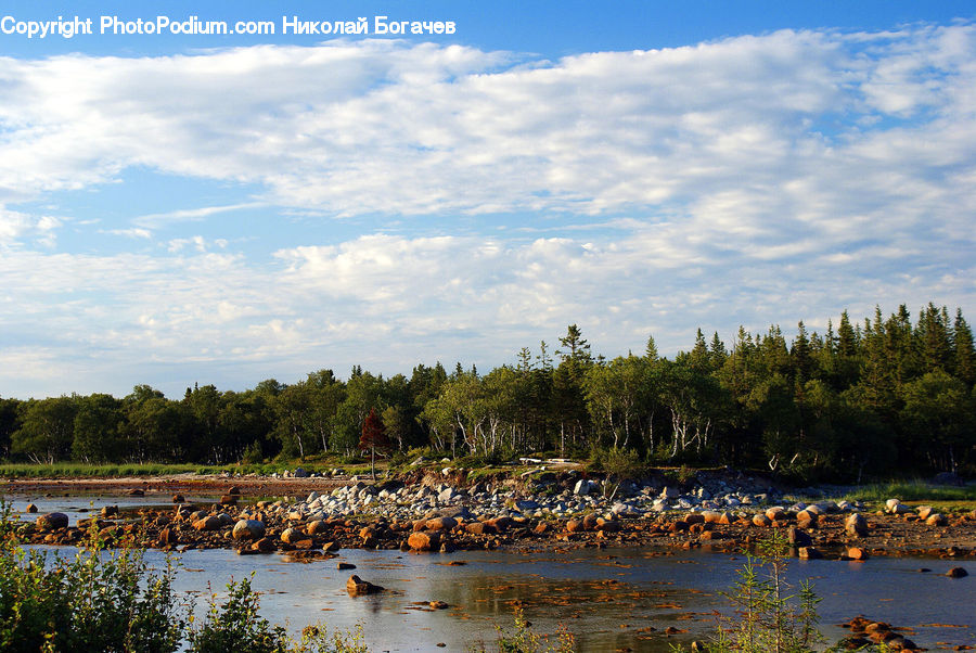 Land, Marsh, Outdoors, Swamp, Water, Pond, Landscape