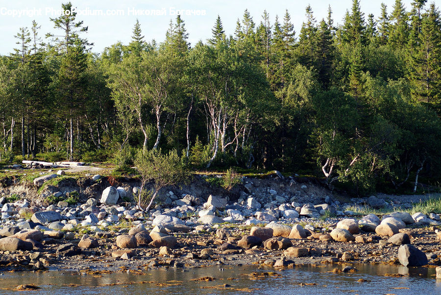 Forest, Jungle, Rainforest, Vegetation, Conifer, Fir, Pine