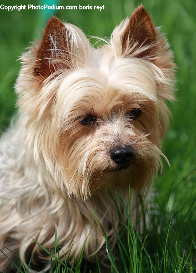 Animal, Canine, Dog, Mammal, Pet, Terrier, Field