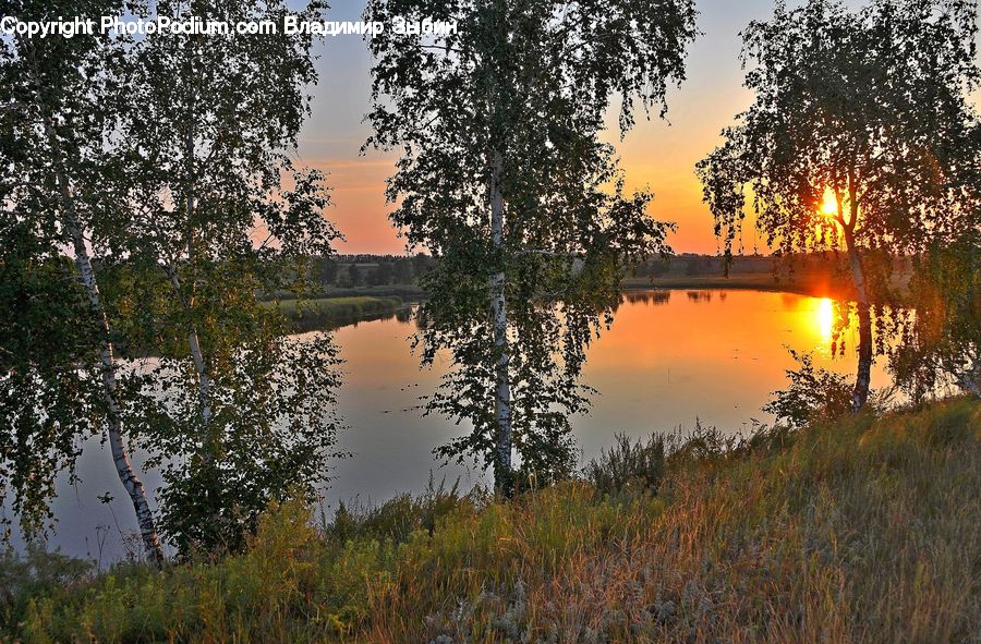Birch, Tree, Wood, Outdoors, Pond, Water, Flare