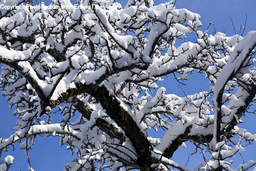 Ice, Outdoors, Snow, Blossom, Cherry Blossom, Flower, Flora