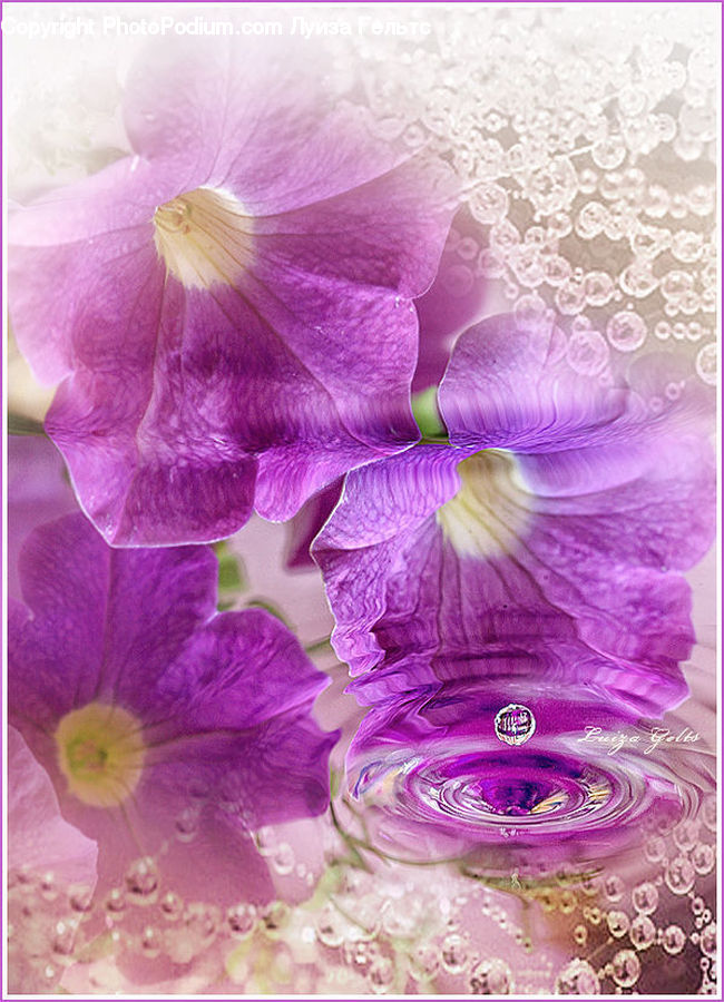 Blossom, Flora, Flower, Geranium, Plant, Crocus, Applique