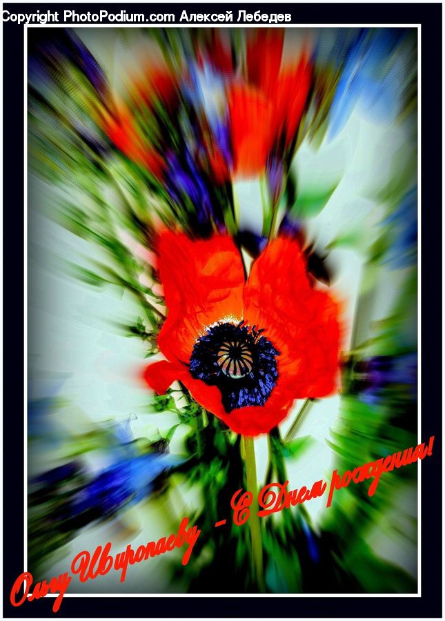 Blossom, Flora, Flower, Plant, Poppy, Art, Brochure