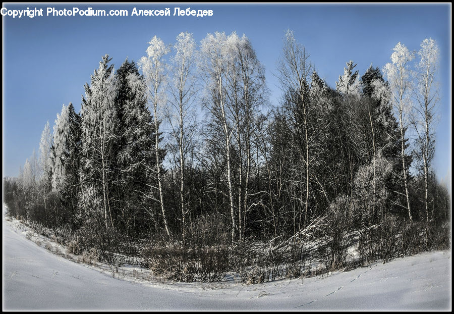 Conifer, Fir, Spruce, Wood, Forest, Vegetation, Plant