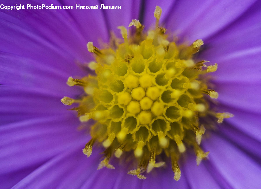 Bee, Insect, Invertebrate, Cosmos, Blossom, Dahlia, Flora