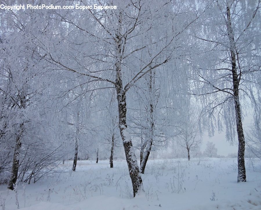 Ice, Outdoors, Snow, Landscape, Nature, Scenery, Plant