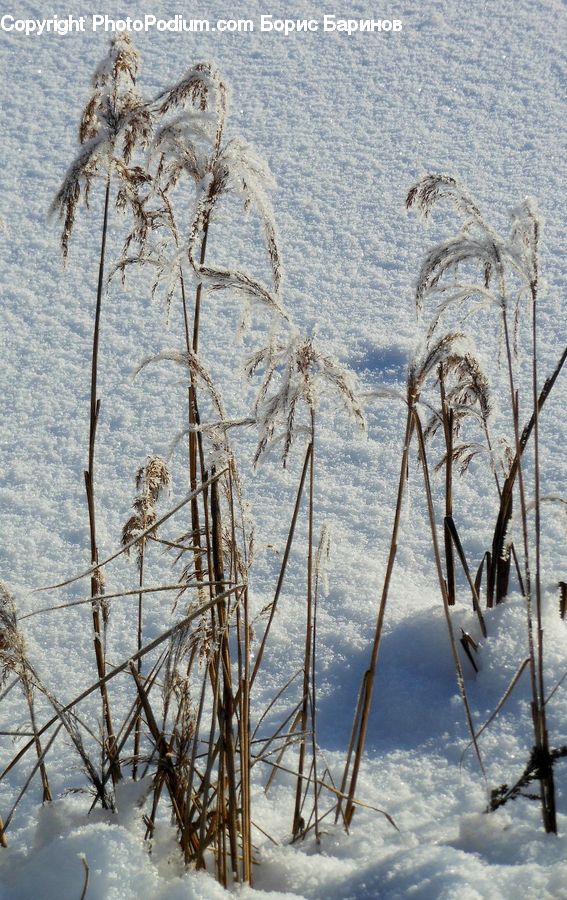 Field, Grass, Grassland, Plant, Frost, Ice, Outdoors