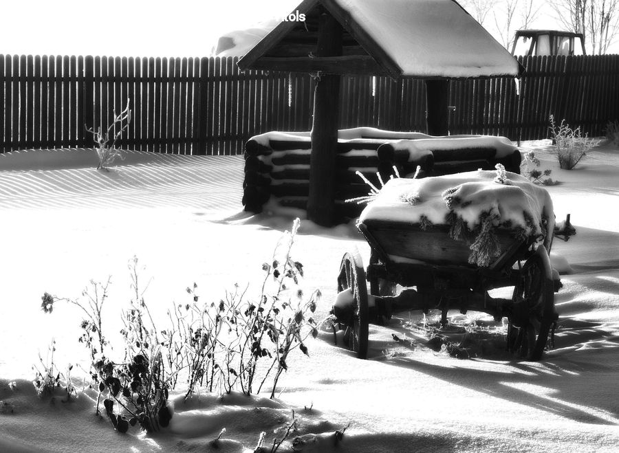 Automobile, Car, Vehicle, Plant, Tree, Birch, Wood