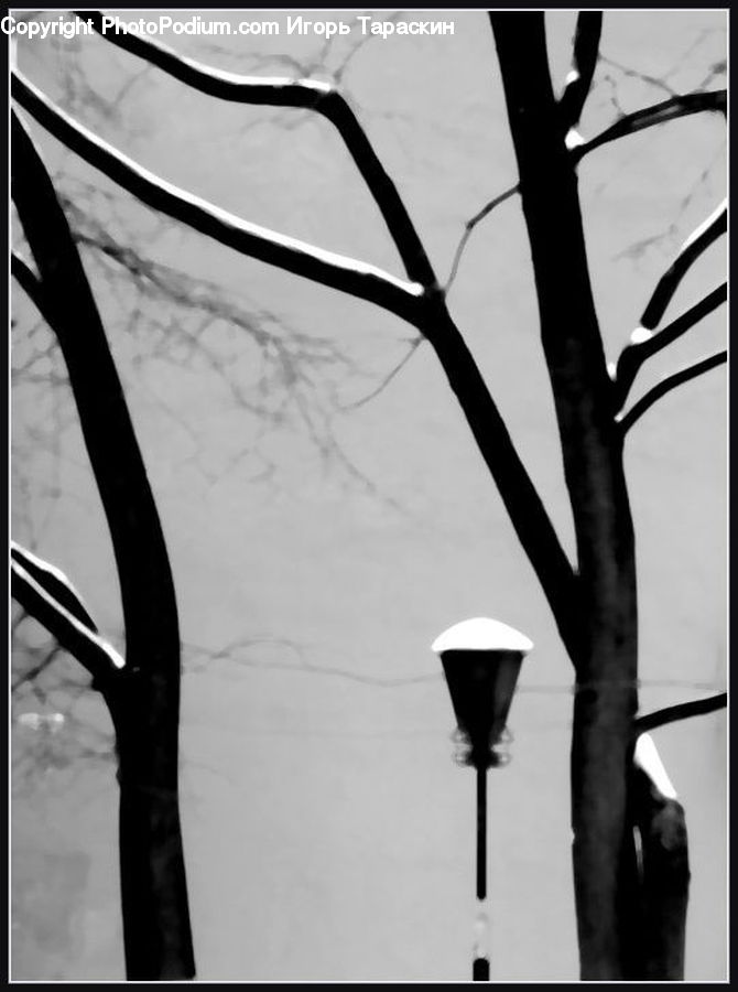 Plant, Tree, Silhouette, City, Downtown, Urban, Lighting