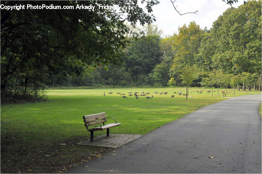 Park Bench, Bench