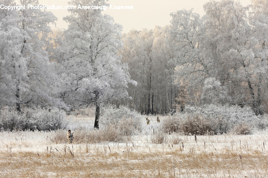 Frost, Ice, Outdoors, Snow, Landscape, Nature, Scenery