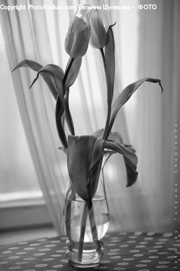 Blossom, Flora, Flower, Plant, Tulip, Glass, Jar