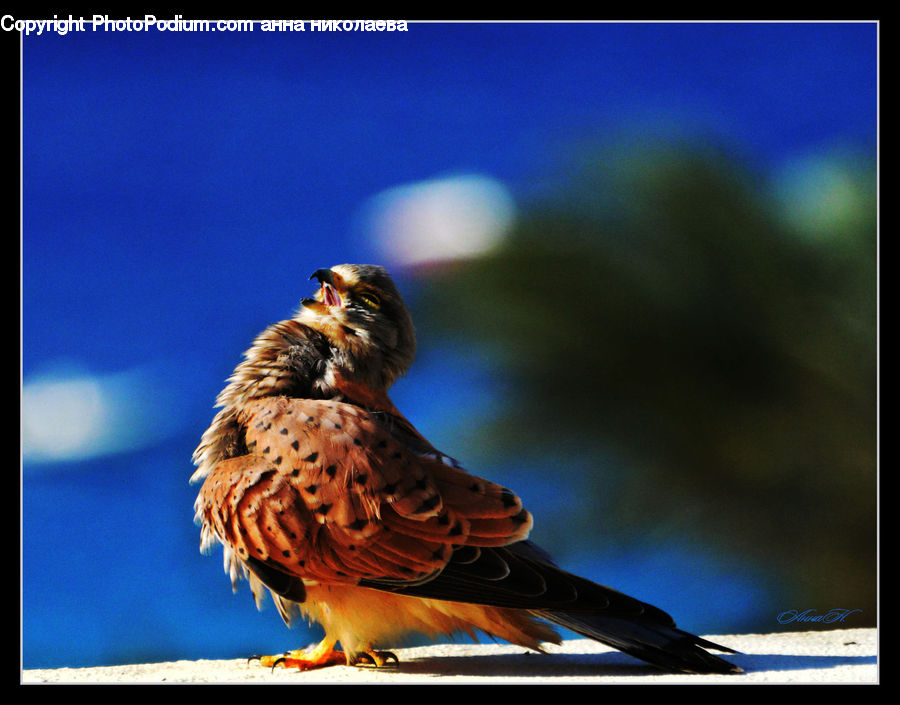 Bird, Dove, Pigeon, Beak, Buzzard, Harrier, Hawk