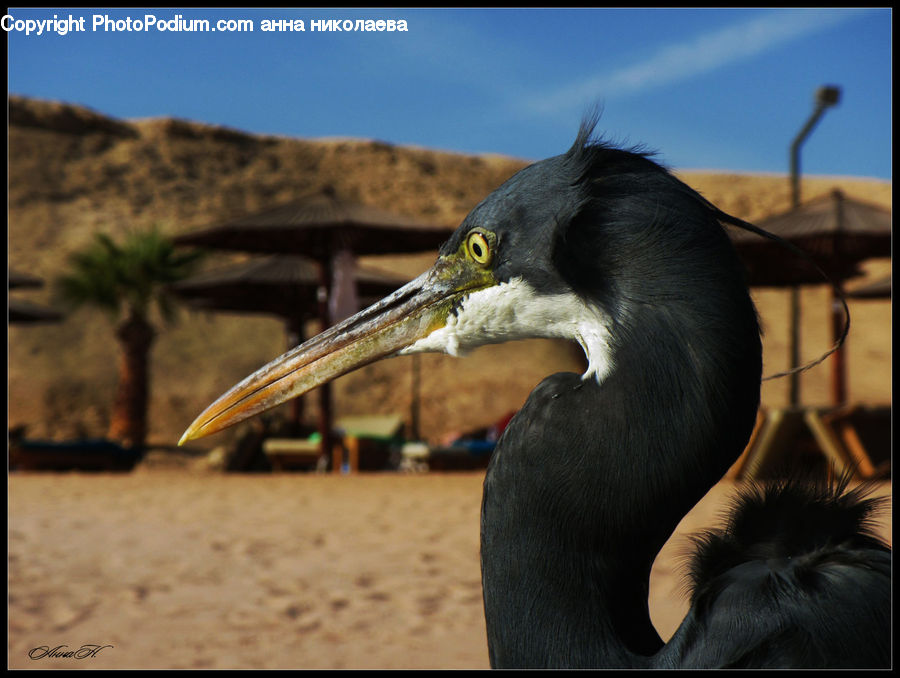 Bird, Cormorant, Waterfowl, Animal, Horse, Mammal, Stallion
