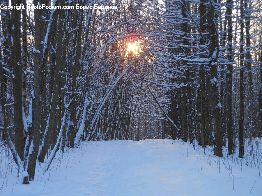 Flare, Light, Sunlight, Ice, Outdoors, Snow, Forest