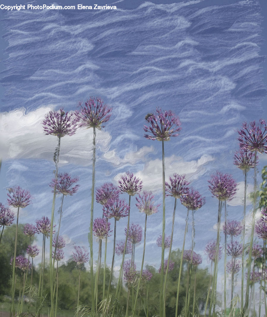 Allium, Blossom, Flora, Flower, Plant, Lavender, Apiaceae
