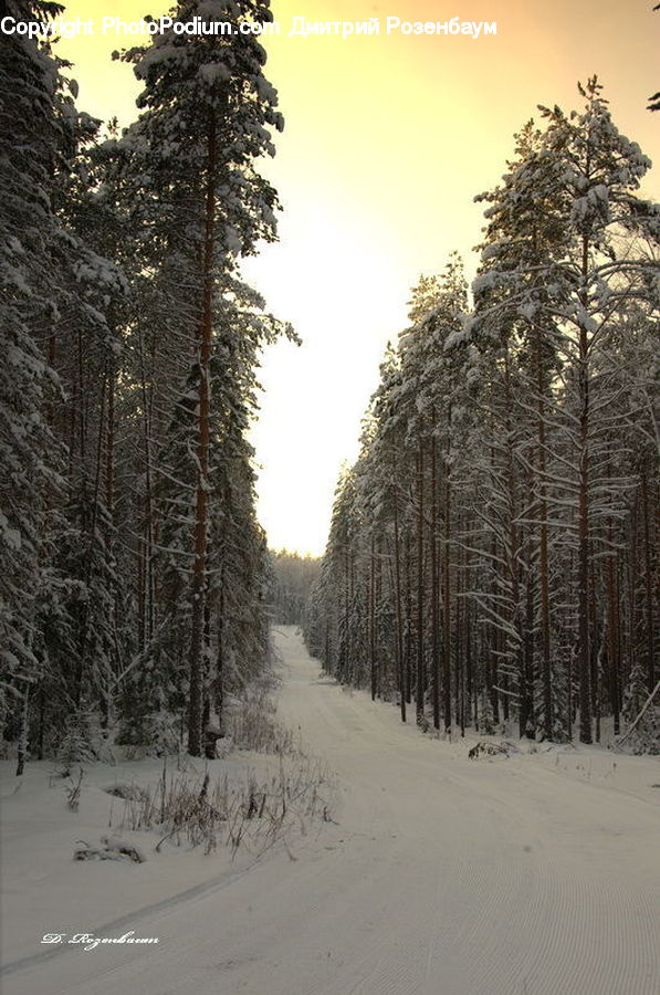 Conifer, Fir, Pine, Plant, Spruce, Tree, Wood