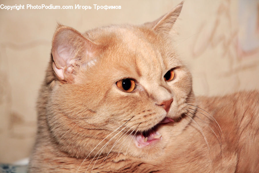 Animal, Cat, Kitten, Mammal, Pet, Abyssinian, Manx