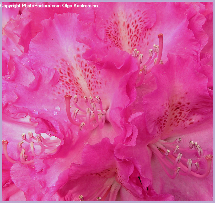 Blossom, Carnation, Flower, Plant, Flora, Cushion, Home Decor